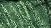 Forest Vein