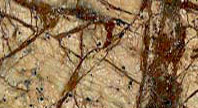 Rainforest Brown